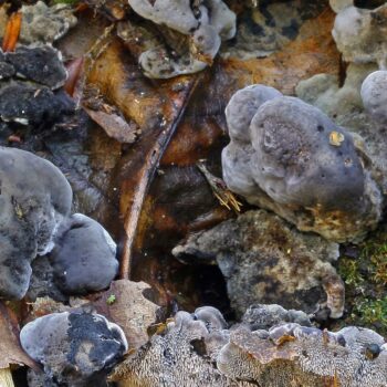 Phellodon frondosoniger. Pic: Royal Botanical Gardens