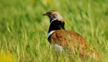 Sainte-Soline : l’Outarde canepetière, l’oiseau qui a mis un coup d’arrêt au projet de bassine