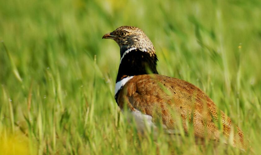 Sainte-Soline : l’Outarde canepetière, l’oiseau qui a mis un coup d’arrêt au projet de bassine