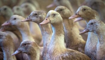 Deux vaccins expérimentés en France se sont avérés "très efficaces" pour prémunir des canards de la grippe aviaire