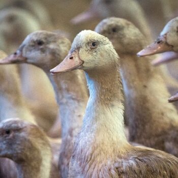 Deux vaccins expérimentés en France se sont avérés "très efficaces" pour prémunir des canards de la grippe aviaire