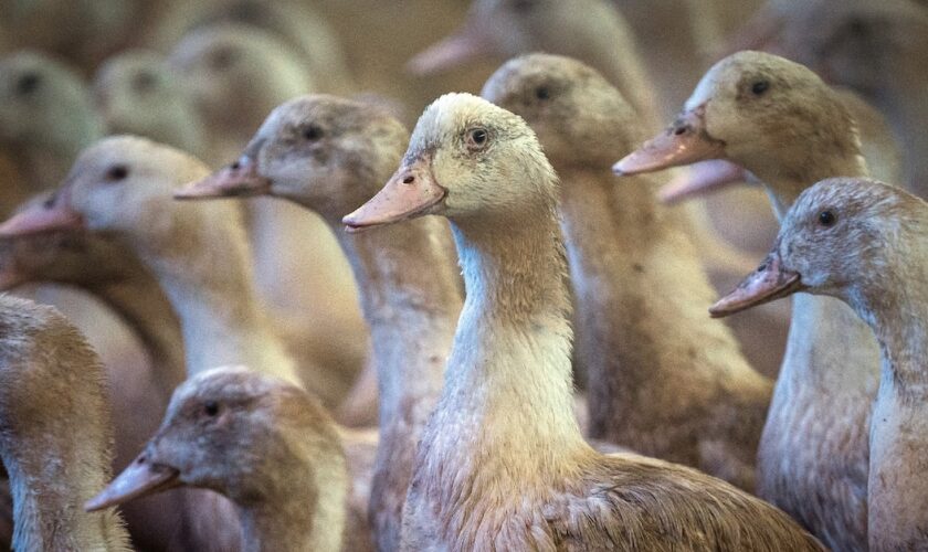 Deux vaccins expérimentés en France se sont avérés "très efficaces" pour prémunir des canards de la grippe aviaire