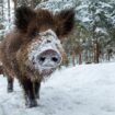 Dans les Pyrénées, ce skieur se fait charger par un sanglier lors d’une balade alors qu’il tentait de l’aider