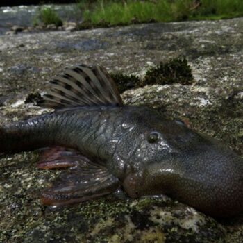 ‘Blob-headed’ fish and semi-aquatic mouse among 27 newly discovered species