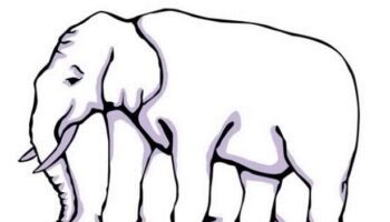 Nobody can work out where elephant's legs are in optical illusion for kids