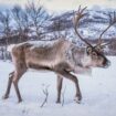 Fury at ads offering Brits trophy hunting trips to shoot Santa's reindeer