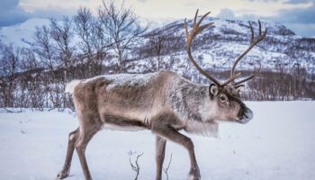 Fury at ads offering Brits trophy hunting trips to shoot Santa's reindeer