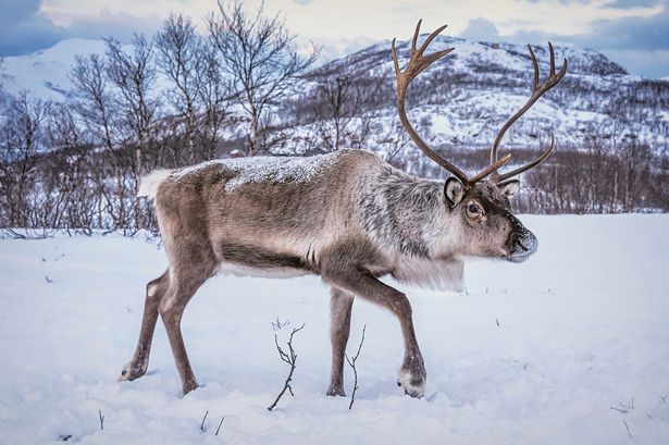 Fury at ads offering Brits trophy hunting trips to shoot Santa's reindeer