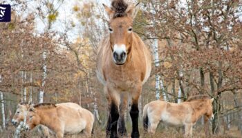 Jan Hafts Buch „Unsere Wälder“