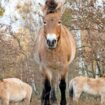 Jan Hafts Buch „Unsere Wälder“