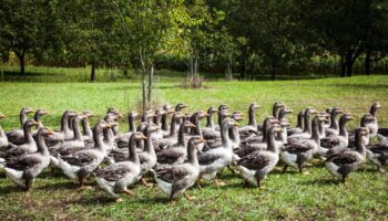 La France va-t-elle devoir faire ses adieux au foie gras ?