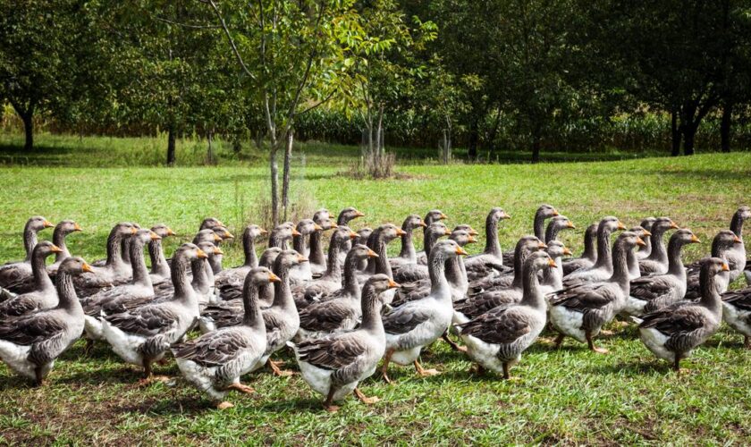 La France va-t-elle devoir faire ses adieux au foie gras ?