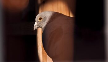 Tendres, lettrés, rêveurs : quand la science dit son amour des pigeons