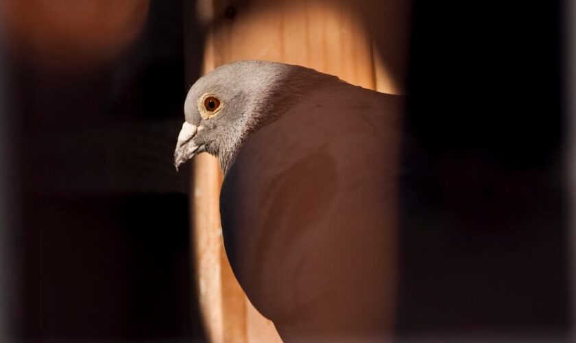 Tendres, lettrés, rêveurs : quand la science dit son amour des pigeons