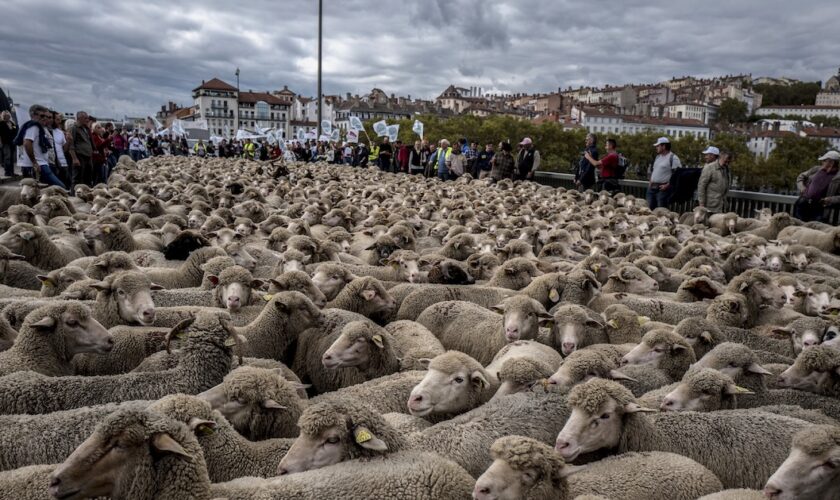 Selon les chiffres de la préfecture, les attaques de loup ont bien augmenté de 4,6% au niveau national, engendrant une hausse des victimes de 10,6%, principalement dans les territoires où le loup est nouvellement présent