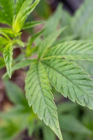 Fast 80 Verstöße gegen das neue Cannabisgesetz hat die Hamburger Polizei bislang festgestellt. Foto: Stefan Sauer/dpa