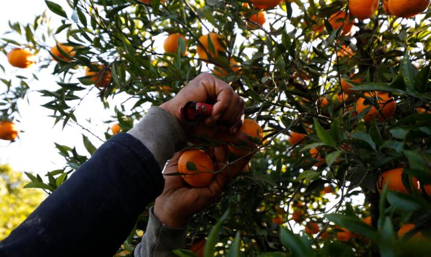 Dans un monde d’hommes, les pionnières algériennes d’une agriculture raisonnée