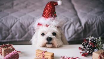 Cadeaux et repas de Noël : les animaux de compagnie des « membres de la famille » comme les autres