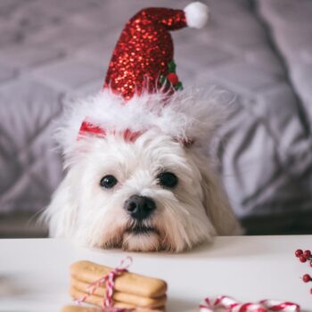 Cadeaux et repas de Noël : les animaux de compagnie des « membres de la famille » comme les autres