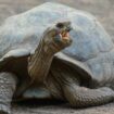 Une tortue sans carapace est-elle simplement nue ou meurt-elle instantanément?