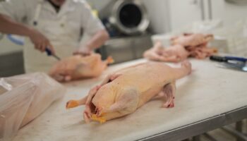 Le foie gras, prochaine victime du dérèglement climatique?