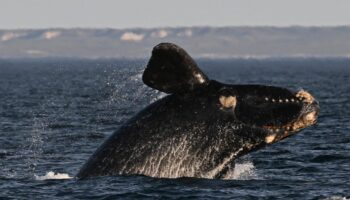 Les baleines auraient une longévité encore plus importante, selon une nouvelle étude