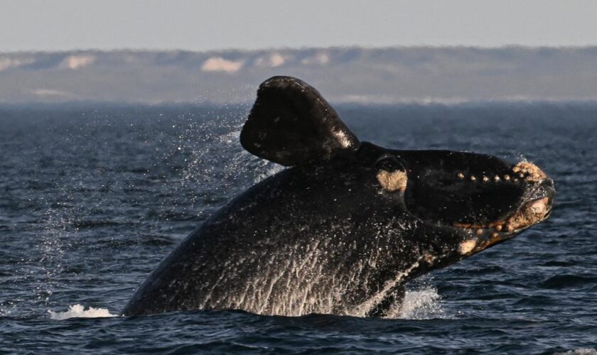 Les baleines auraient une longévité encore plus importante, selon une nouvelle étude