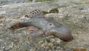 Souris semi-aquatique et salamandre arboricole : 27 nouvelles espèces découvertes au Pérou