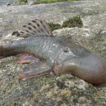 Souris semi-aquatique et salamandre arboricole : 27 nouvelles espèces découvertes au Pérou