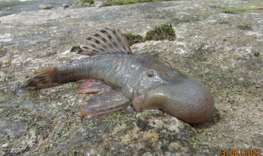 Souris semi-aquatique et salamandre arboricole : 27 nouvelles espèces découvertes au Pérou