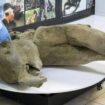 Researchers stand behind glass fencing as they show the carcass of a baby mammoth, which is estimated to be over 50,000 years old and was found in the Siberian permafrost in the Batagaika crater in the Verkhoyansky district of Yakutia, during a demonstration in the laboratory of the Mammoth Museum at the North-Eastern Federal University in Yakutsk, Russia, December 23, 2024. REUTERS/Roman Kutukov TPX IMAGES OF THE DAY