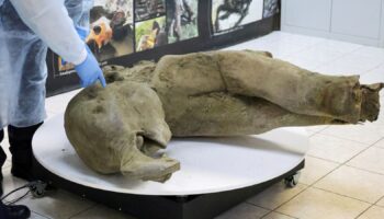 Researchers stand behind glass fencing as they show the carcass of a baby mammoth, which is estimated to be over 50,000 years old and was found in the Siberian permafrost in the Batagaika crater in the Verkhoyansky district of Yakutia, during a demonstration in the laboratory of the Mammoth Museum at the North-Eastern Federal University in Yakutsk, Russia, December 23, 2024. REUTERS/Roman Kutukov TPX IMAGES OF THE DAY