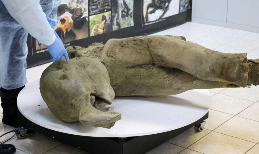 Researchers stand behind glass fencing as they show the carcass of a baby mammoth, which is estimated to be over 50,000 years old and was found in the Siberian permafrost in the Batagaika crater in the Verkhoyansky district of Yakutia, during a demonstration in the laboratory of the Mammoth Museum at the North-Eastern Federal University in Yakutsk, Russia, December 23, 2024. REUTERS/Roman Kutukov TPX IMAGES OF THE DAY