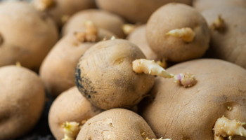 Pommes de terre avec germes : peut-on les manger ou faut-il les jeter ?