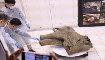 Baby mammoth preserved for 50,000 years unveiled in Russia's Siberia