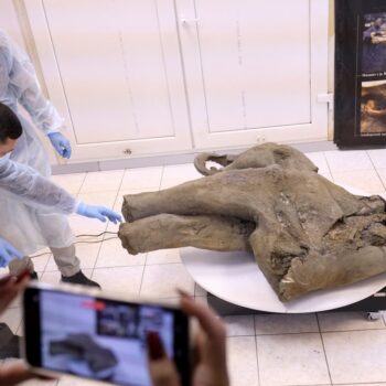 Baby mammoth preserved for 50,000 years unveiled in Russia’s Siberia