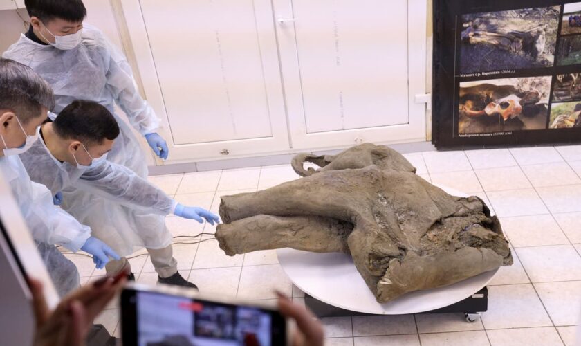 Baby mammoth preserved for 50,000 years unveiled in Russia's Siberia