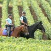 “The Guardian” révèle l’envers du décor des vignobles de Champagne