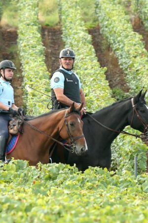 “The Guardian” révèle l’envers du décor des vignobles de Champagne