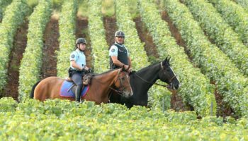 “The Guardian” révèle l’envers du décor des vignobles de Champagne