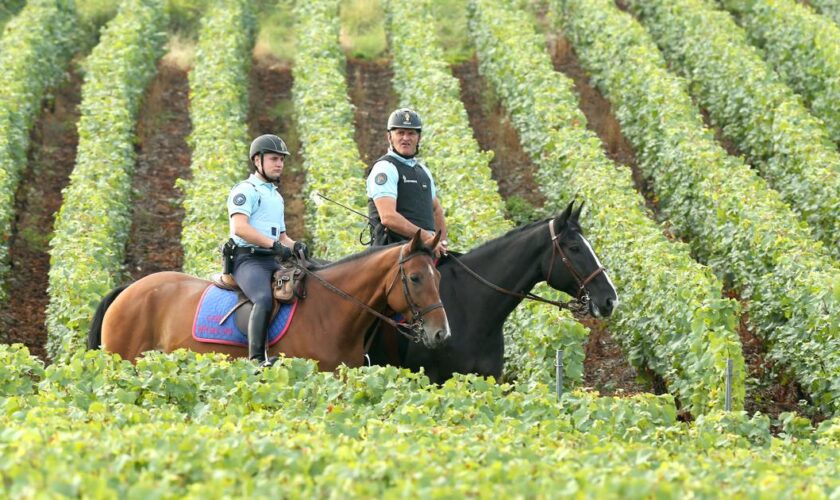 “The Guardian” révèle l’envers du décor des vignobles de Champagne