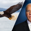 It’s official: Biden signs new law, designates bald eagle as ‘national bird’