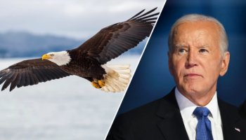 It's official: Biden signs new law, designates bald eagle as 'national bird'