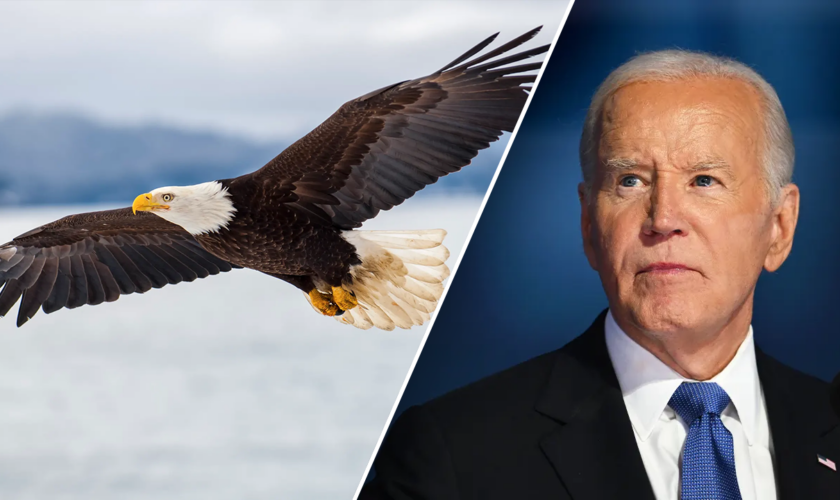 It's official: Biden signs new law, designates bald eagle as 'national bird'