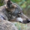 Debatte um den Wolf: War es ein Wolf? Angriffe auf Hunde nicht leicht zu klären