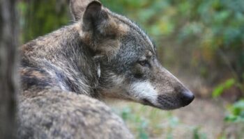 Wie oft greifen Wölfe Hunde an? Es gibt immer wieder Fälle von verletzten und toten Hunden, die amtlich untersucht werden. (Arch