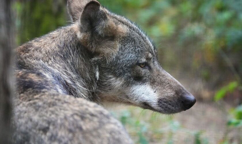 Wie oft greifen Wölfe Hunde an? Es gibt immer wieder Fälle von verletzten und toten Hunden, die amtlich untersucht werden. (Arch