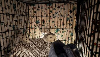 Snowy owl rescued from car grille by Minnesota woman who saved another bird hours earlier