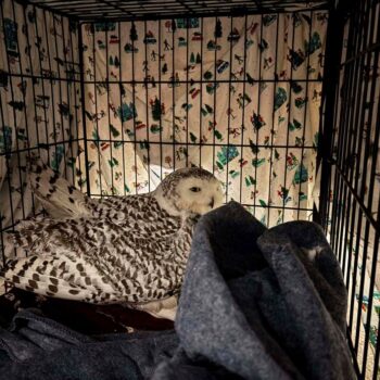 Snowy owl rescued from car grille by Minnesota woman who saved another bird hours earlier