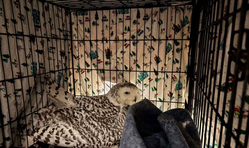 Snowy owl rescued from car grille by Minnesota woman who saved another bird hours earlier